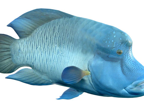 Napoleon Wrasse fish 3D Model