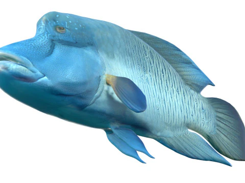 Napoleon Wrasse fish 3D Model