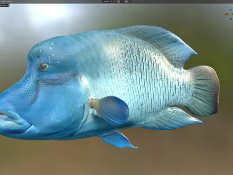 Napoleon Wrasse fish 3D Model