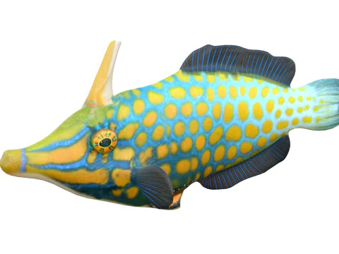 Orangespotted Filefish 3D Model