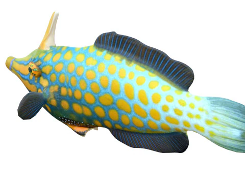 Orangespotted Filefish 3D Model