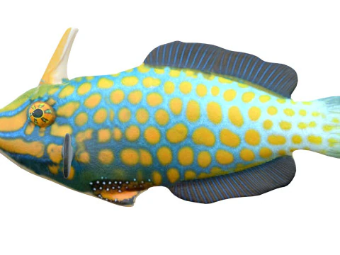 Orangespotted Filefish 3D Model