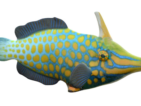 Orangespotted Filefish 3D Model