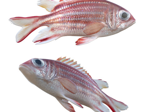 Redcoat fish 3D Model