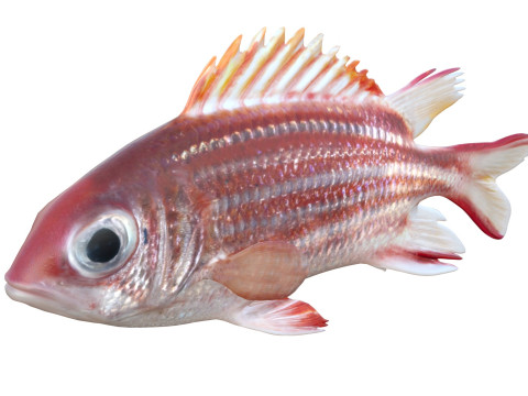 Rotmantelfisch 3D Modell