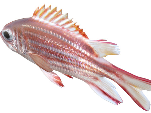 Rotmantelfisch 3D Modell