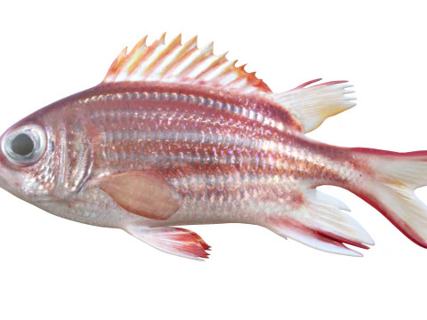 Pez casaca roja Modelo 3D