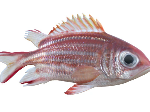 Pez casaca roja Modelo 3D