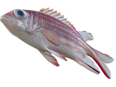 Rotmantelfisch 3D Modell