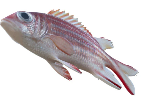 Pez casaca roja Modelo 3D