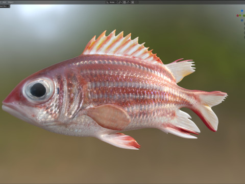 Rotmantelfisch 3D Modell