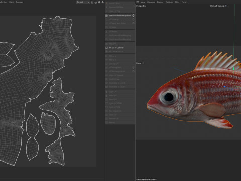 Rotmantelfisch 3D Modell