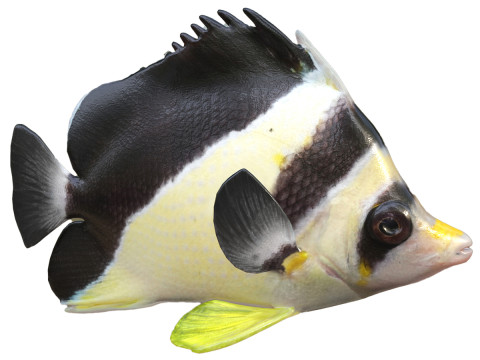 Roaops Butterflyfish 3D Model