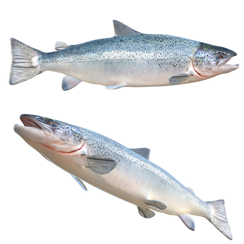 Salmon fish 3D Model .c4d .max .obj .3ds .fbx .stl .blend