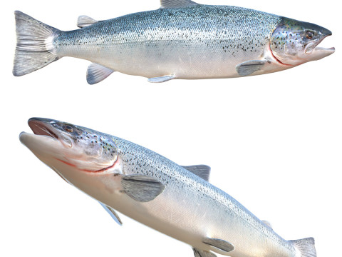 Salmon fish 3D Model