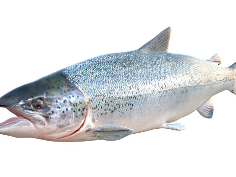 Lachsfisch 3D Modell