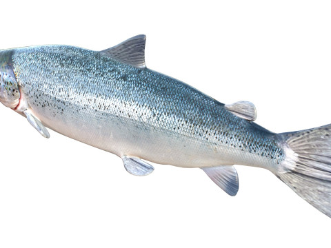 Lachsfisch 3D Modell