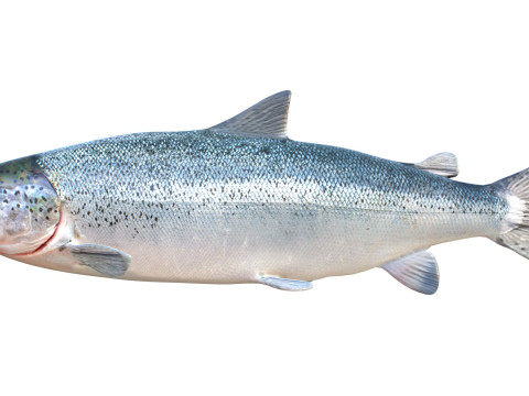 Lachsfisch 3D Modell