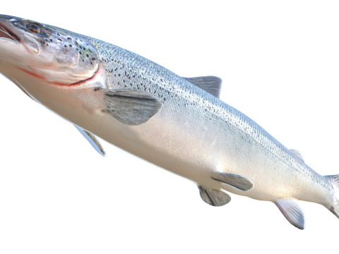 Lachsfisch 3D Modell