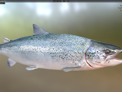 Lachsfisch 3D Modell