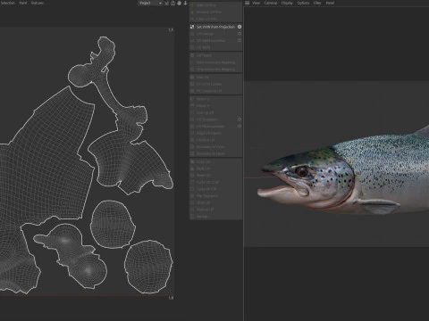 Salmon fish 3D Model
