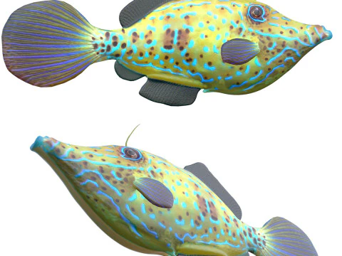 Filefish rabiscado Modelo 3D