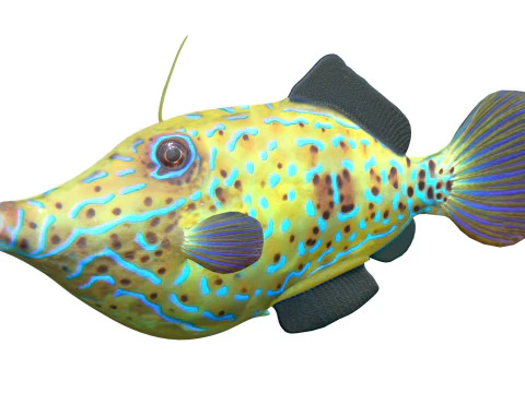 Pez lima garabateado Modelo 3D