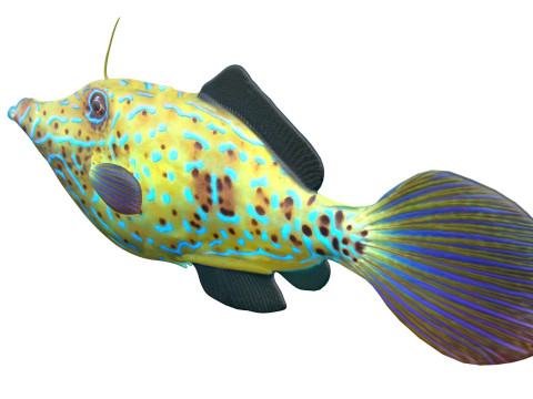 潦草的锉鱼 3D 模型