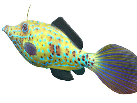 Pez lima garabateado Modelo 3D