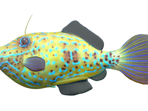 潦草的锉鱼 3D 模型