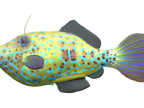 Pez lima garabateado Modelo 3D