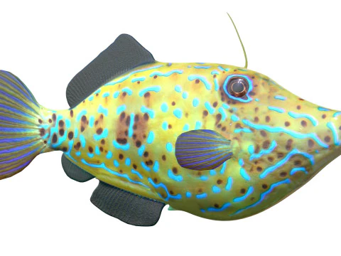 Pez lima garabateado Modelo 3D