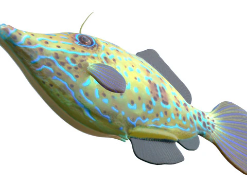 Pez lima garabateado Modelo 3D