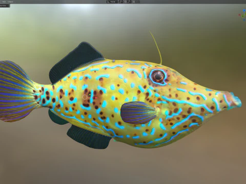 Pez lima garabateado Modelo 3D