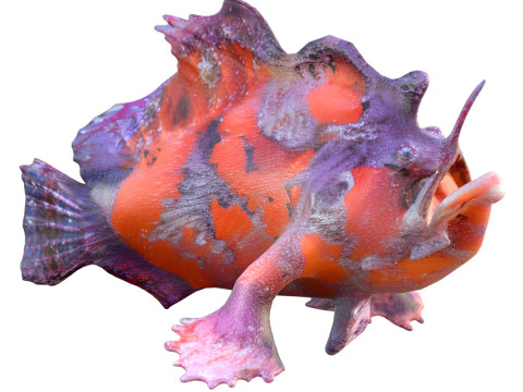 Shaggy Hispid Anglerfish 3D Model