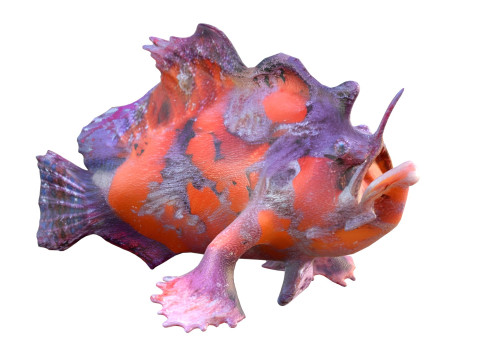 Shaggy Hispid Anglerfish 3D Model