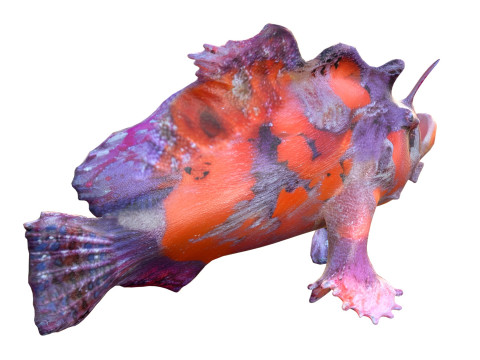 Shaggy Hispid Anglerfish 3D Model