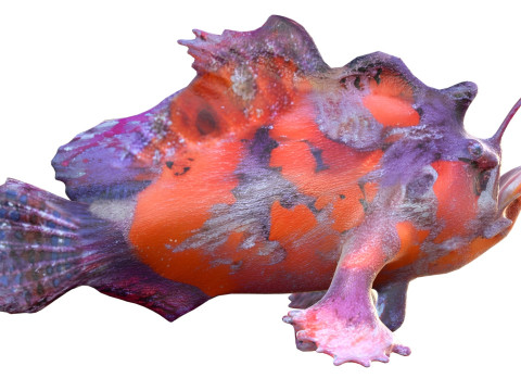 Shaggy Hispid Anglerfish 3D Model