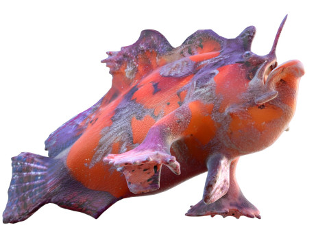 Shaggy Hispid Anglerfish 3D Model