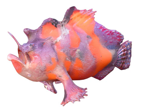 Shaggy Hispid Anglerfish 3D Model