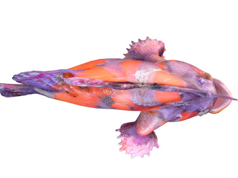 Shaggy Hispid Anglerfish 3D Model