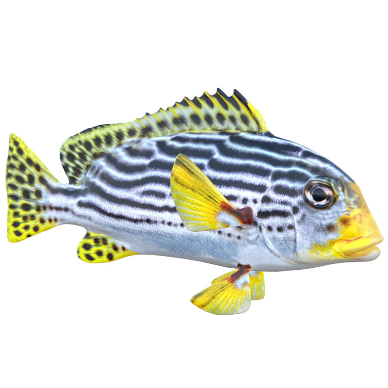 Striped Sweetlips fish 3D Model .c4d .max .obj .3ds .fbx .stl .blend 