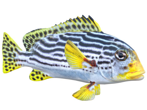Striped Sweetlips fish 3D Model