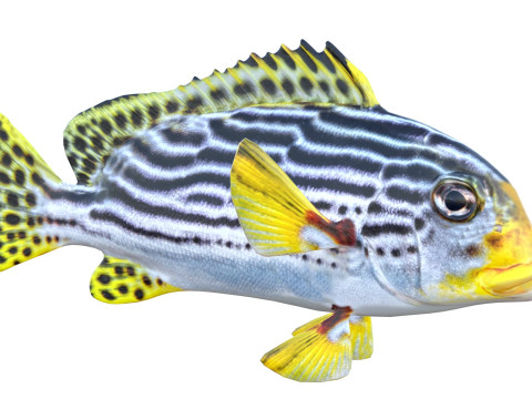 Poisson sweetlips ray&eacute; Modèle 3D