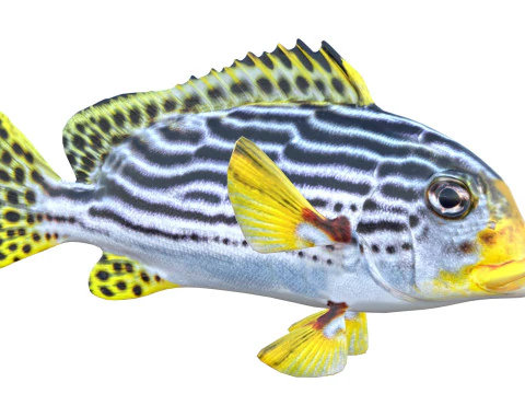 Striped Sweetlips fish 3D Model