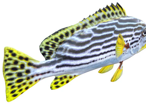 Striped Sweetlips fish 3D Model