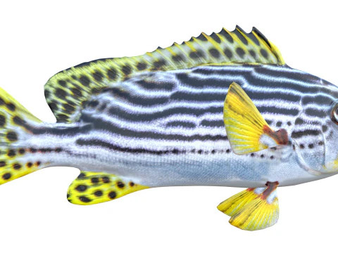 Striped Sweetlips fish 3D Model