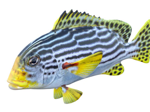 Striped Sweetlips fish 3D Model