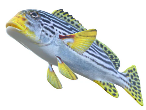 Striped Sweetlips fish 3D Model