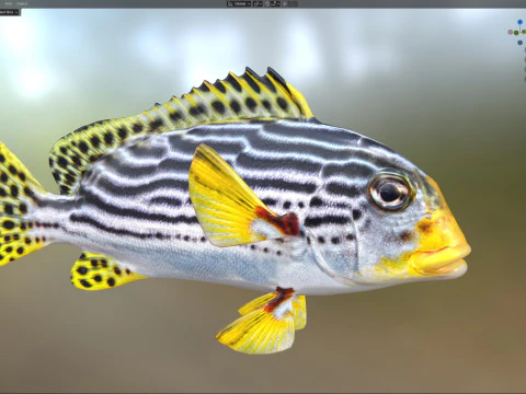 Striped Sweetlips fish 3D Model